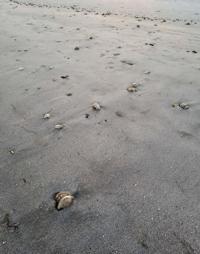 Sure sign of early spring on SC coast: dead jellyfish on the beach – Charleston Post Courier
