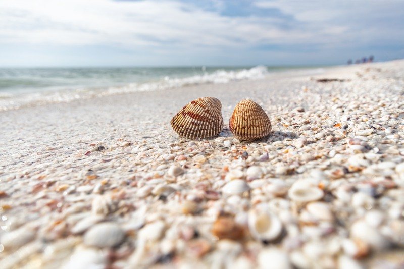 Seashells on a beach on Sanibel Island.