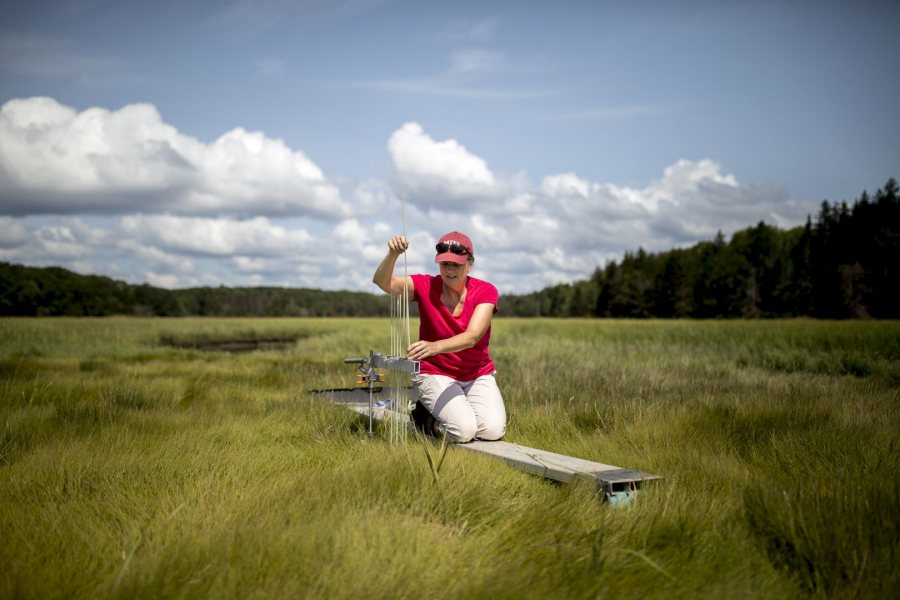Professor of Geology Bev Johnson uses a sediment elevation table to measure the height of the Sprague River salt marsh in the Bates–Morse Mountain Conservation Area. The information helps assess the response of the marsh to rising sea level and increased storm activity. (Phyllis Graber Jensen/Bates College) 