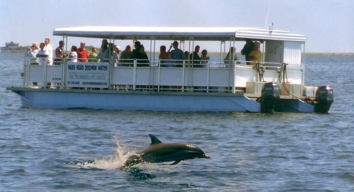 Nags Head Dolphin Watch Dolphin eco-tour