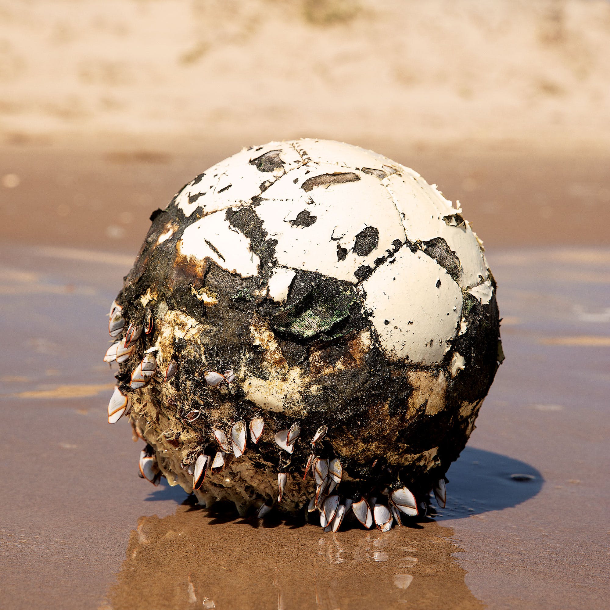 A mussel-encrusted soccer ball near mile marker 42.