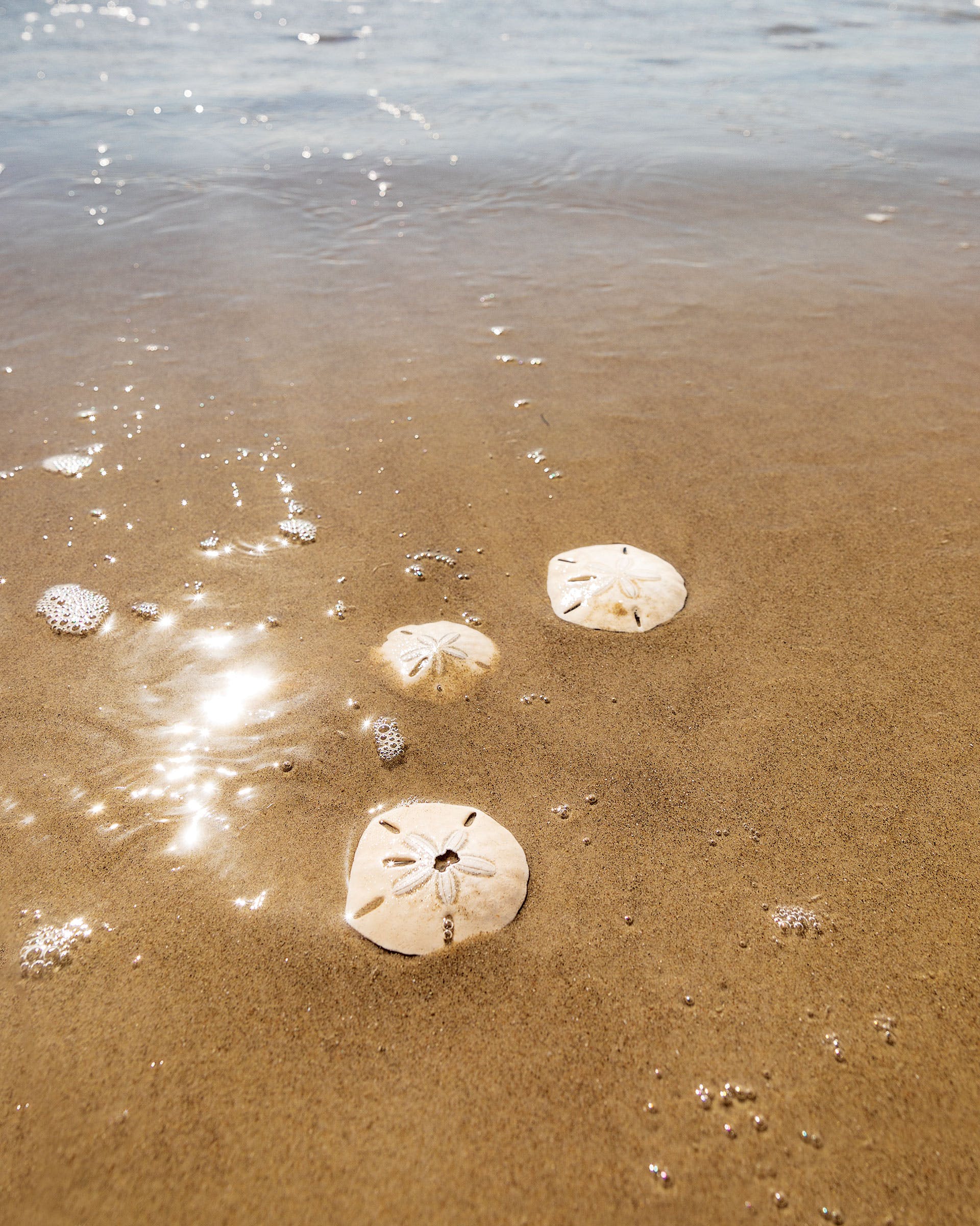 Sand dollars on the Padre Island National Seashore