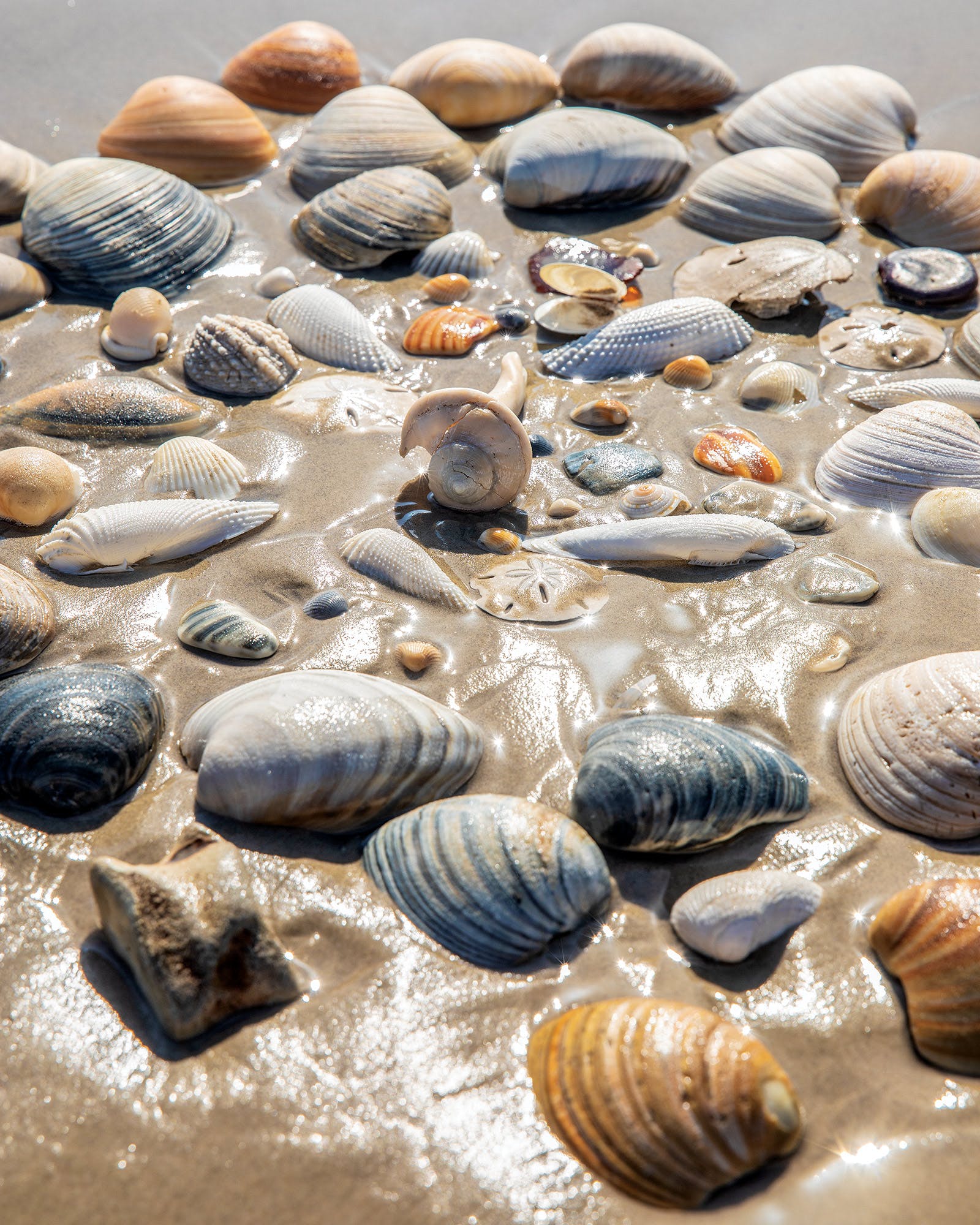 Seashells found on Padre Island.