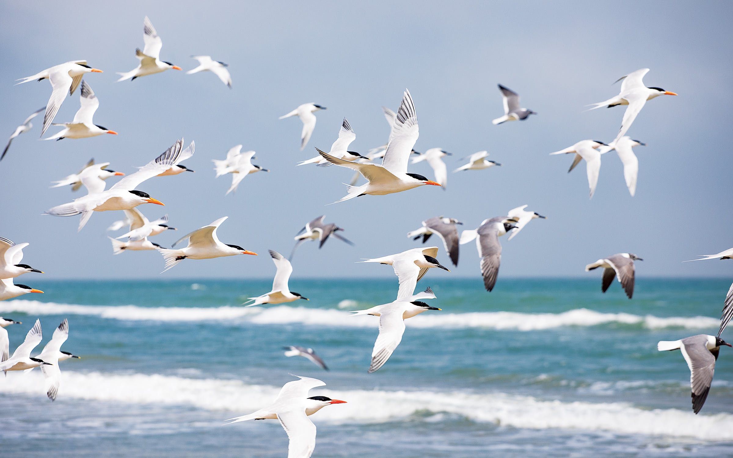 Shorebirds over the Gulf around mile marker 42.