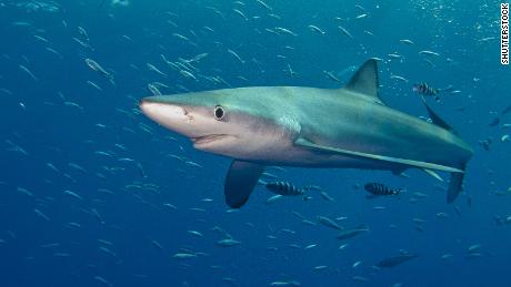 Teen surfer dies in suspected shark attack in Australia