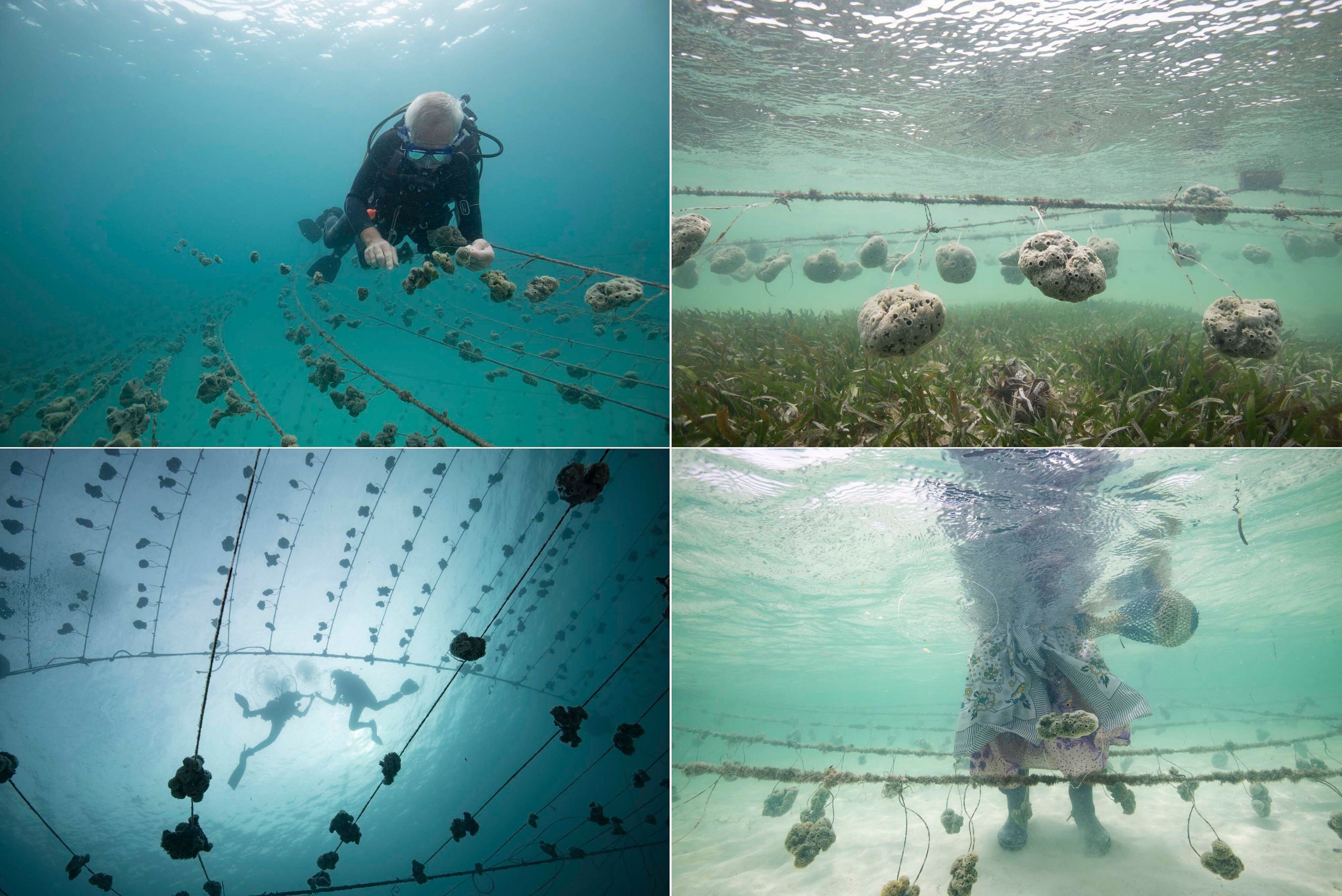 Top left: Christian Vaterlaus harvests seeds from the sponge nursery to plant in the farms. Top right: Sponges hang in a farm