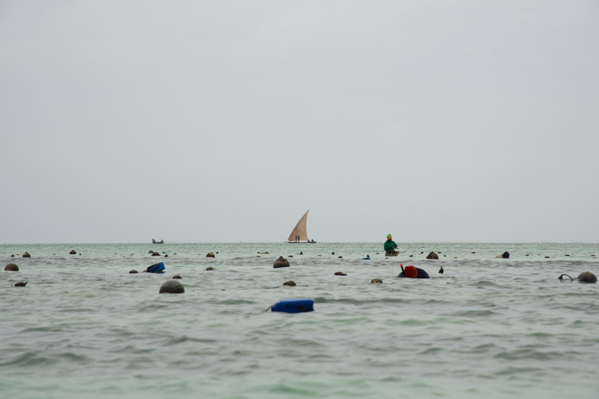 Women tend to their lines of sponges in their underwater farms as a boat sails in the background. The lines of sponges are st