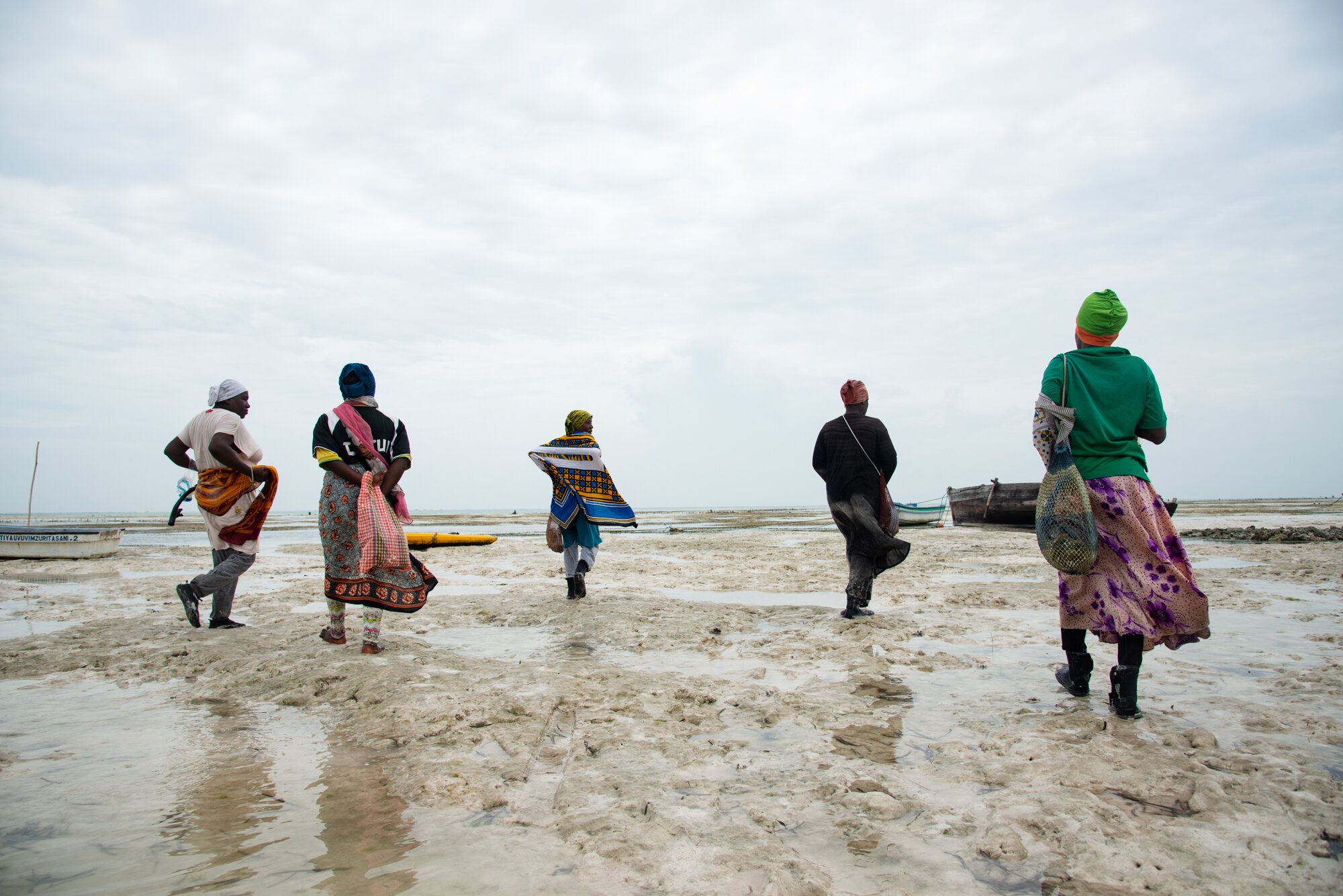 The sponge farmers walk to their farms at low tide. The women have only a few hours to work before the tide is too high.