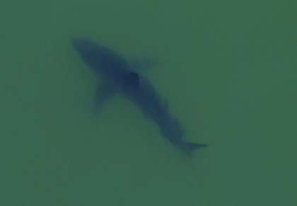 Marine biologist Giancarlo Thomae boarded a helicopter to photograph this great white shark offshore Seacliff State Beach in Aptos in Monterey Bay that he estimated at 18 or 19 feet, 5,000 pounds. It was one of 15 great white sharks Thomae counted within a half mile of shore.
