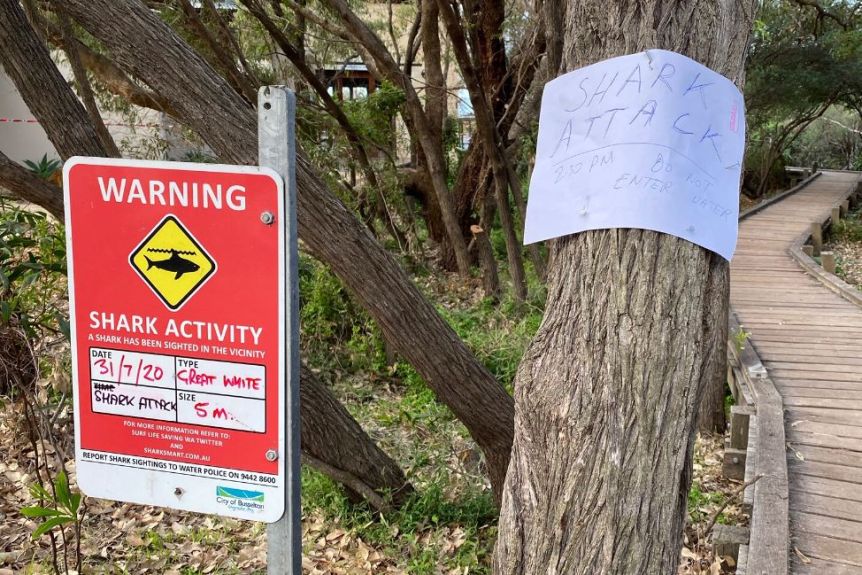 A hand-written sign pinned to a tree says beach closed due to shark attack.