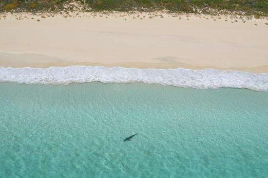 A shark swimming off Bunker Bay