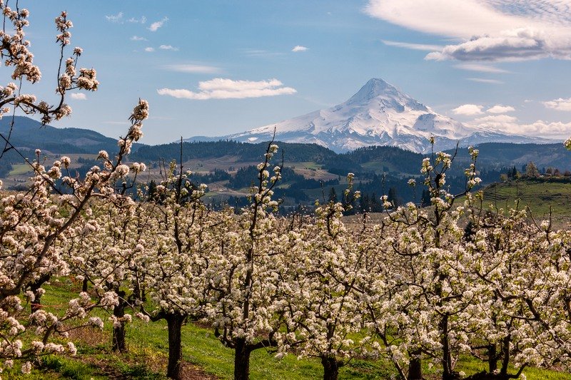 Fruit trees blossoming along the Fruit Loop in Oregon.