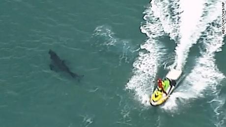 Australian surfer dies after being bitten by a great white shark nearly 10 feet long