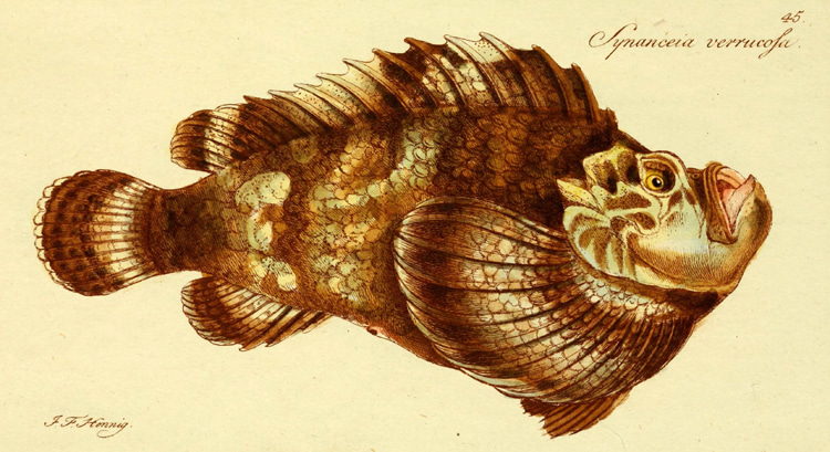 Stonefish: the predator uses its 13 venomous dorsal spines to attack his prey | Photo: Creative Commons