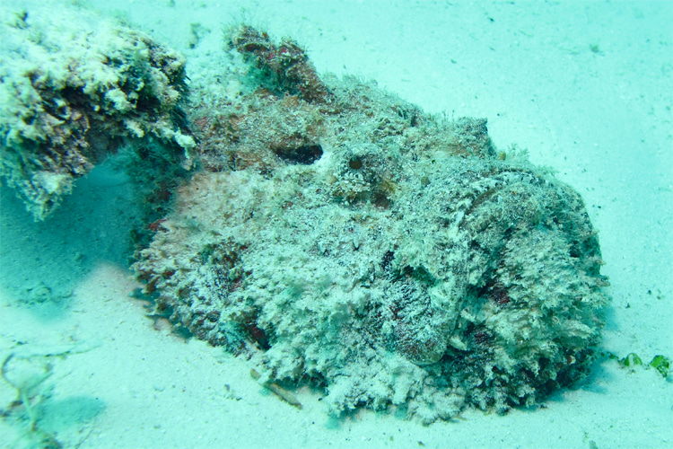How to treat a stonefish sting – SurferToday