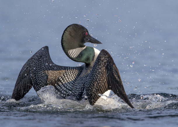 Loon population rising, but not quickly, in both Vermont and New Hampshire – vtdigger.org