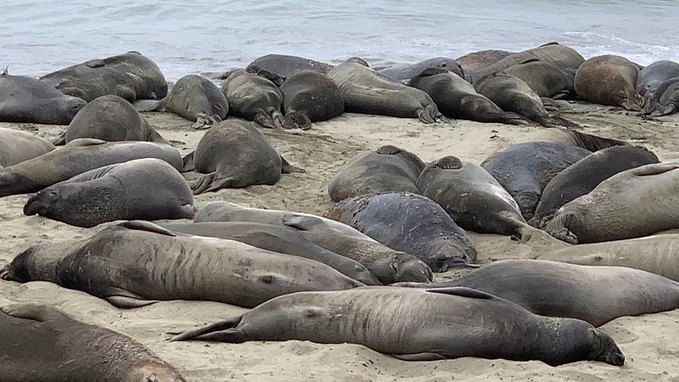 California, Highway 1, Elephant Seals