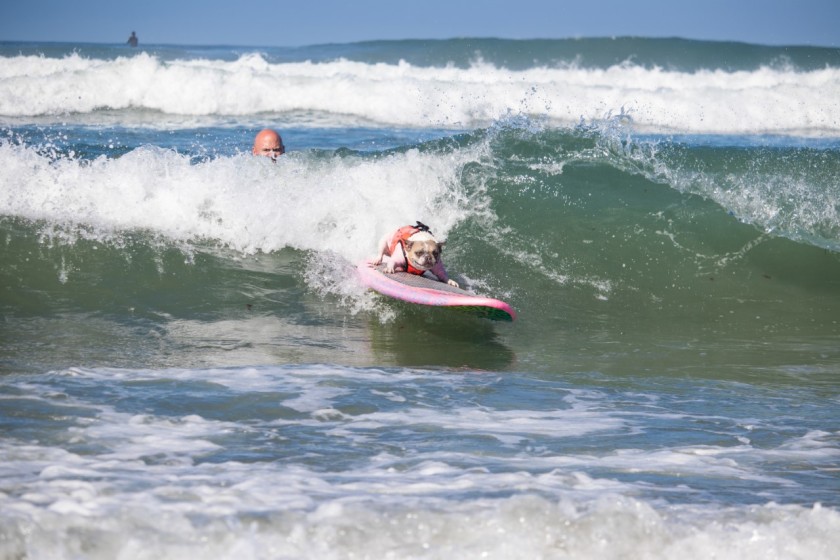 Cherie, a French Bulldog, surfing at Del Mar Dog Beach. 