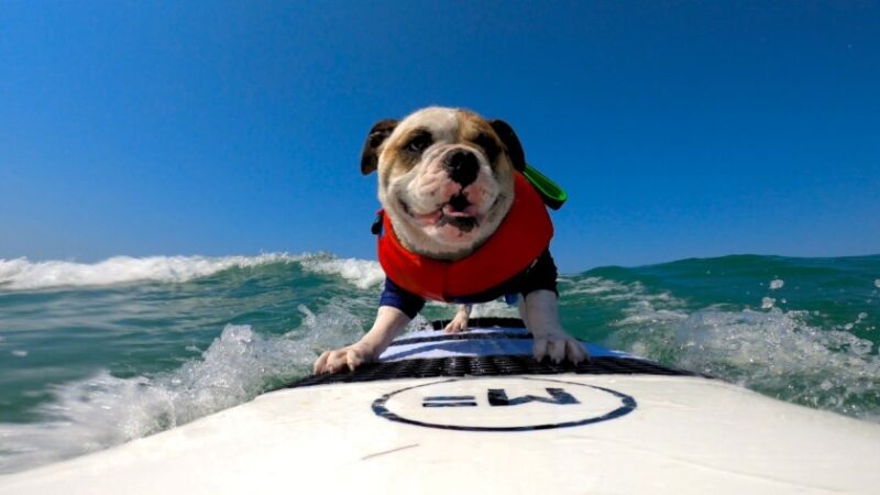 Surfing dogs ride waves for top dog title in global contest – Del Mar Times