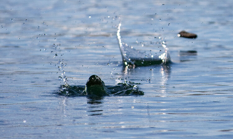 The science and art of stone skipping – SurferToday