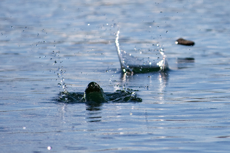 The science and art of stone skipping – SurferToday