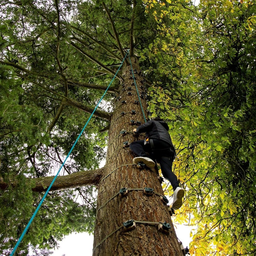 Rope-assisted tree-climbing is perfect for thrill-seekers.