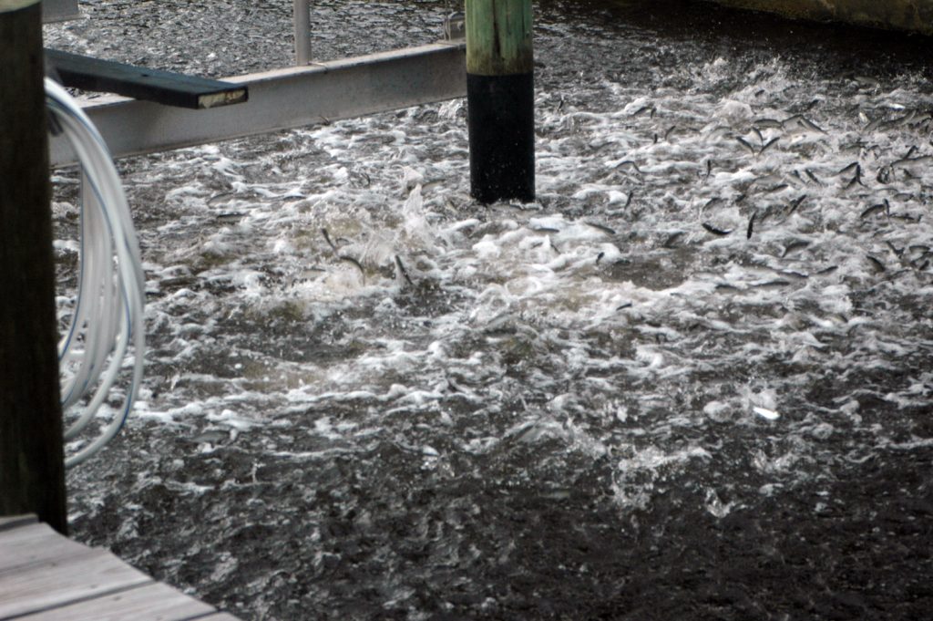 fish florida mullet run