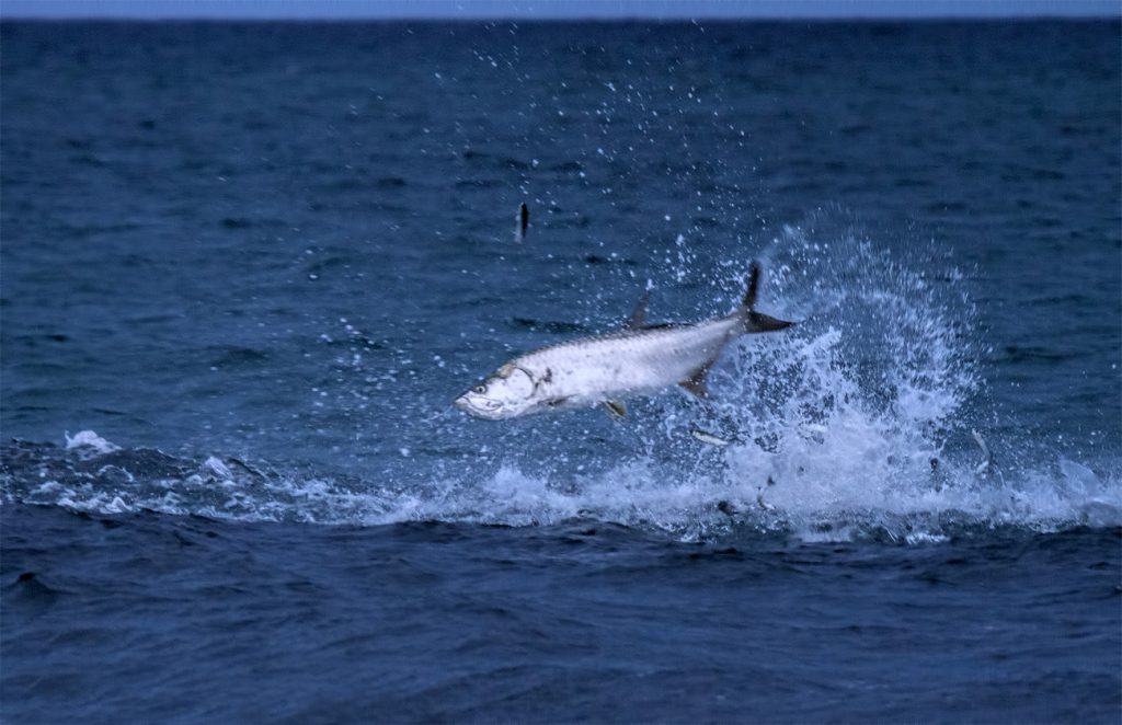 fish florida mullet run