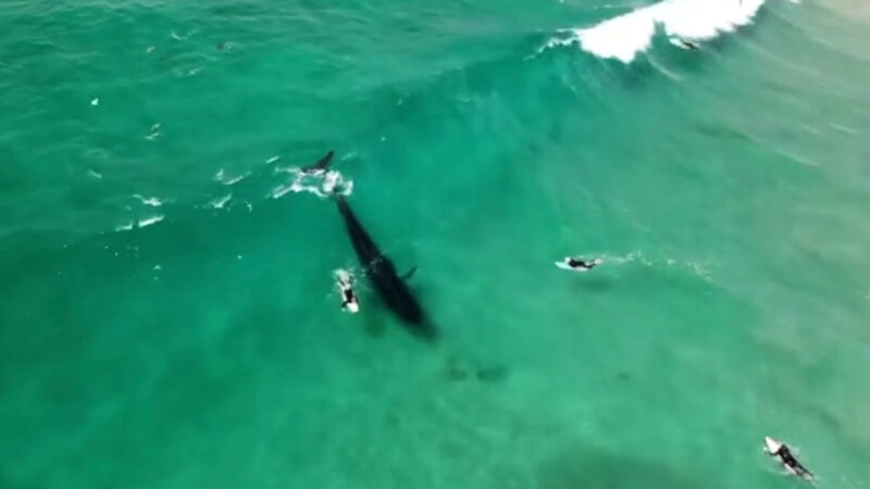 Surfing whale rides into baitball in ‘unbelievable’ sight – For The Win