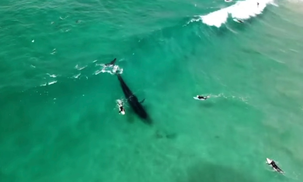 Surfing whale rides into baitball in ‘unbelievable’ sight – For The Win