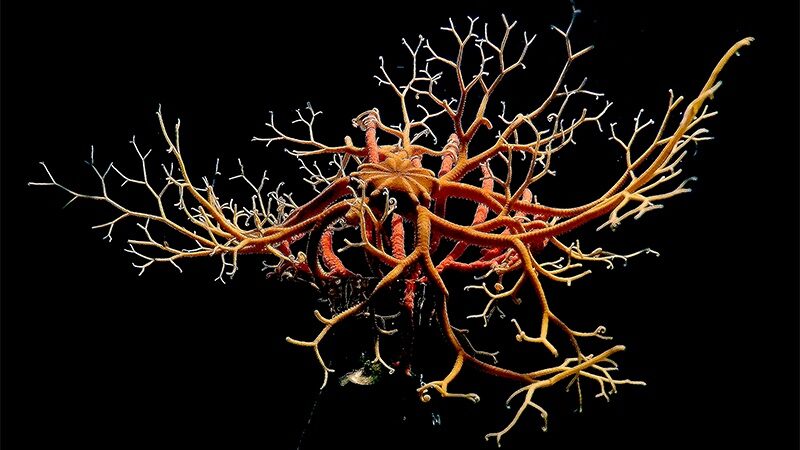 UO student’s curiosity catches basket stars breathing – Mirage News